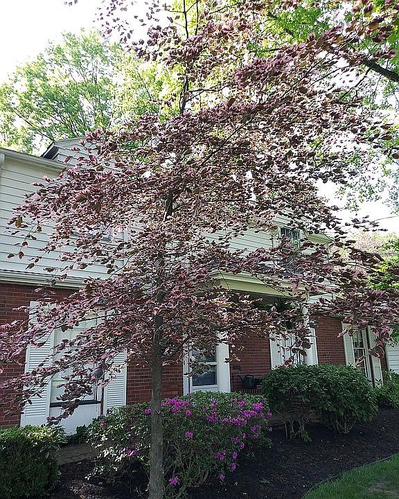 2nd image of 32 Hogarth Ave