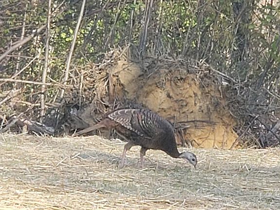 62nd image of this home