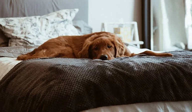 Pet Friendly Community at Addison Medical Center Apartments, San Antonio