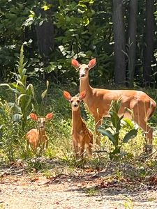 3037 Deer Trl, Gaylord, MI, 49735