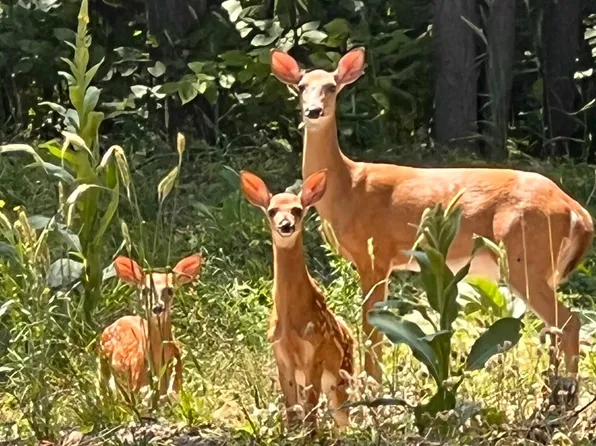 3037 Deer Trl, Gaylord, MI 49735