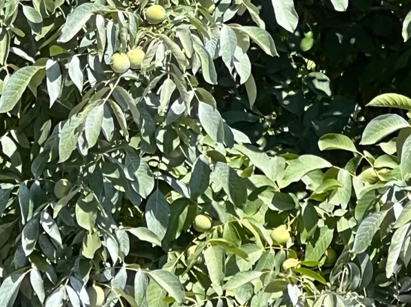 99 Highway, Yuba City, CA 95991