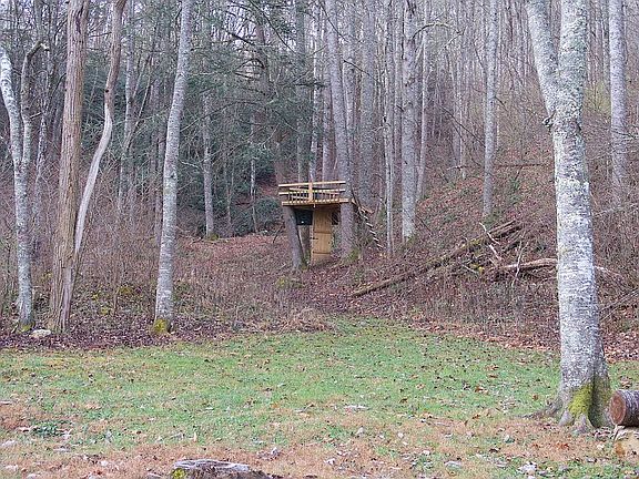 Tree Fort with climbing wall