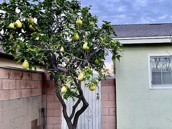 Fruit tree - backyard