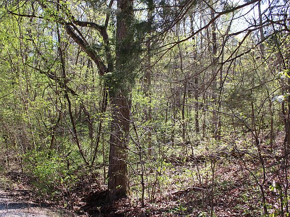 3rd image of Lot #308 Elm Lane