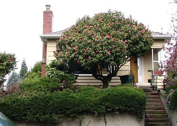 The camellia helps give the house some privacy.