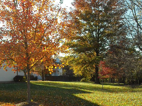 Fall Backyard