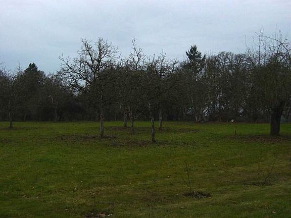 orchard