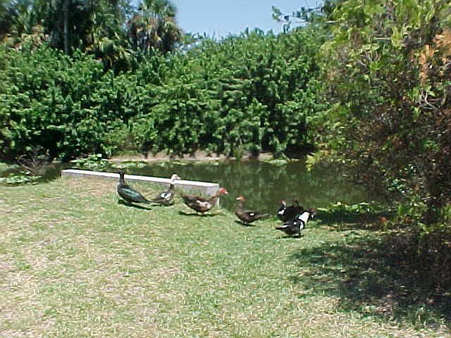 LAKE IN THE BACKYARD!