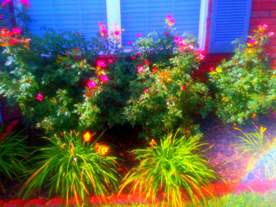 Landscape on the front