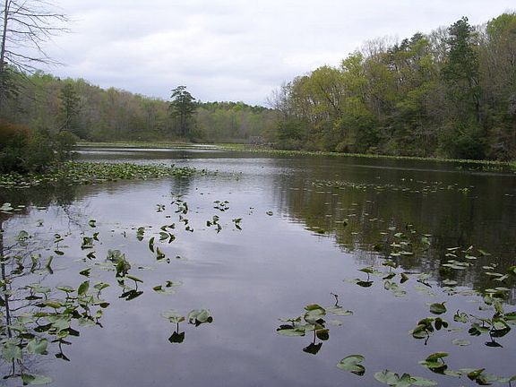 4th image of 8291 Mill Pond Dr