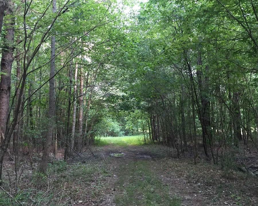 Internal Woods Road