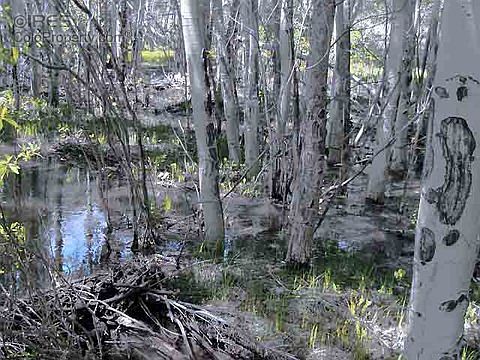 5th image of 1234 Rainbow River Dr