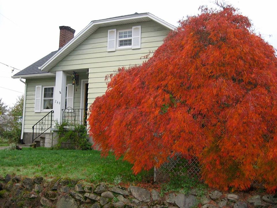 Large Japanese Maple frames the home.