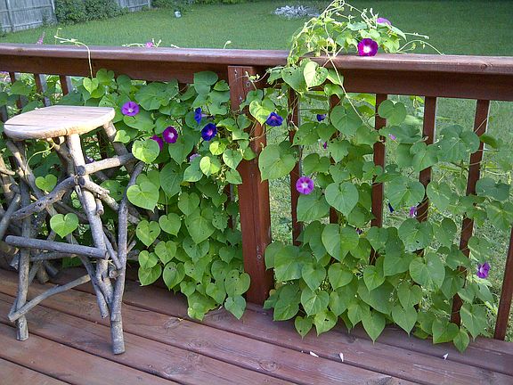 Morning Glories on Back Deck