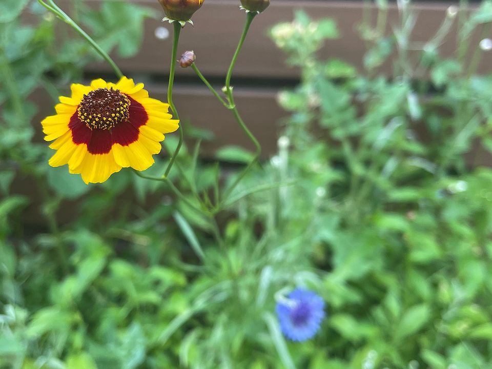 Garden beds in the backyard