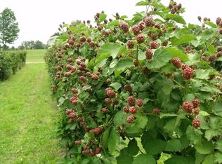 Jeff Webb Rd, Ripley, TN 38063