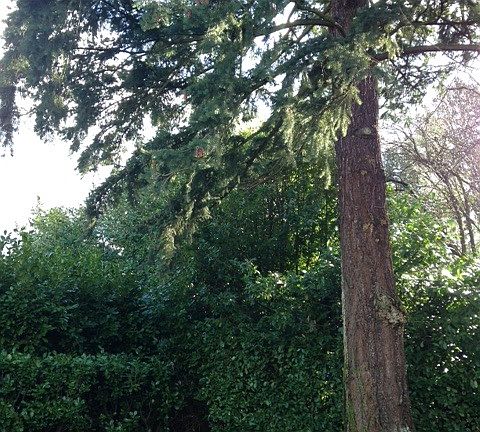 Back yard tree