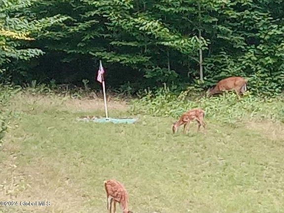 BORMANN DEER FAMILY