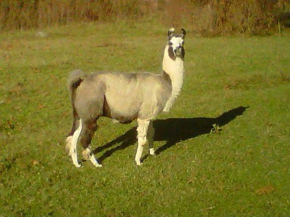 A resident llama