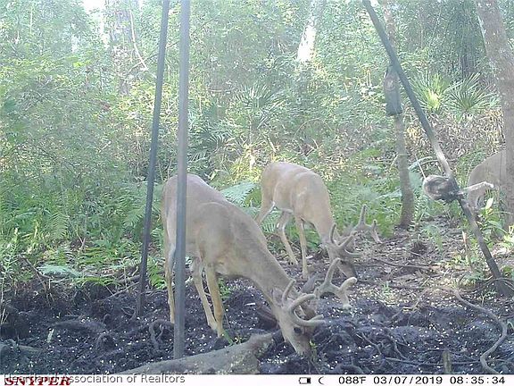 2nd image of 1279 Lois Ln