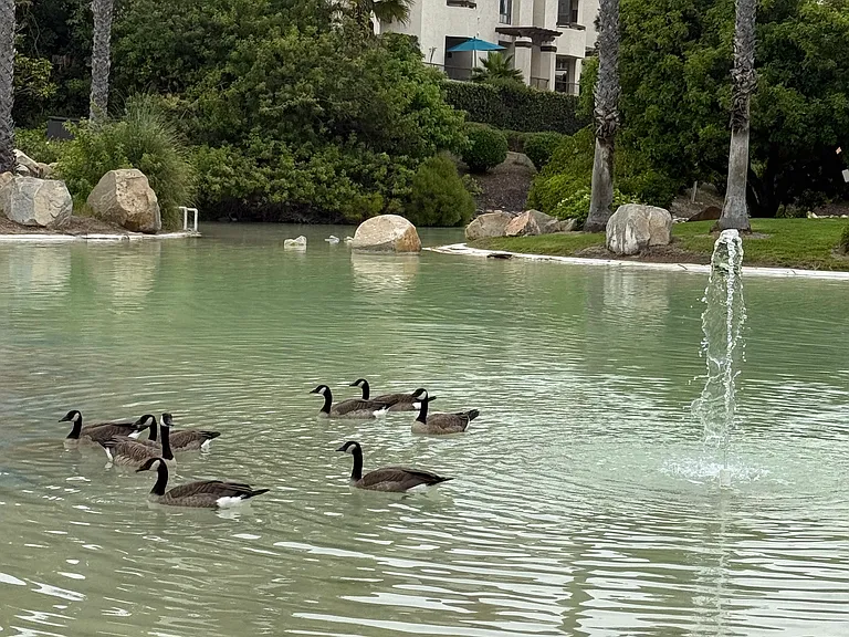 we have some beautiful Ducks with family