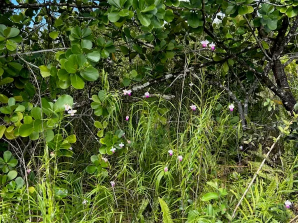 Plumeria Rd Lot 172, Pahoa, HI 96778