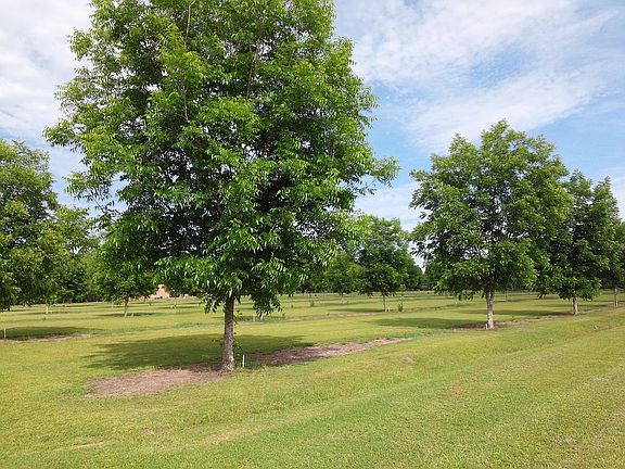 Summer younger part orchard