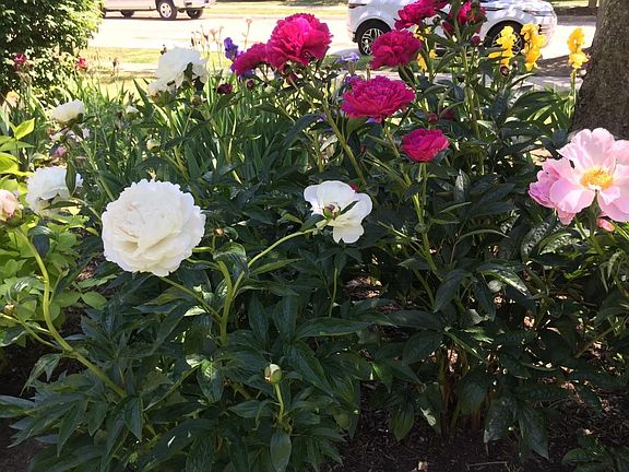 Beautiful landscaping