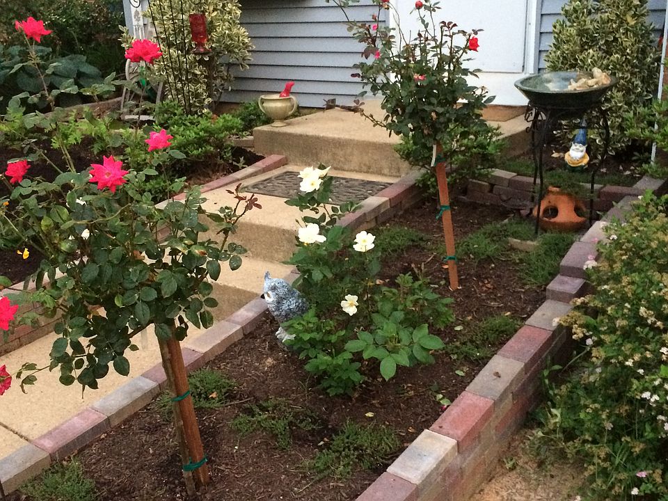 Rose bed and bird bath