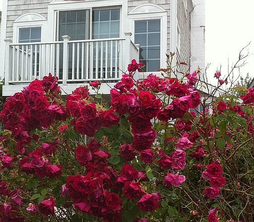 Memorial Day Splendor