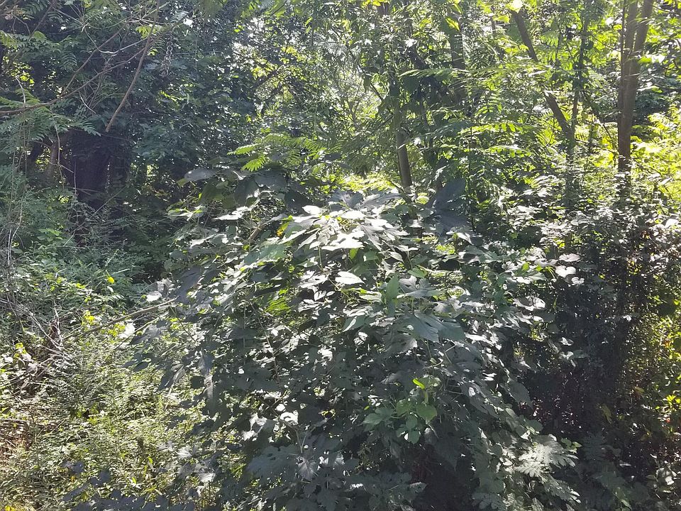 2nd image of 813 W Forrest St