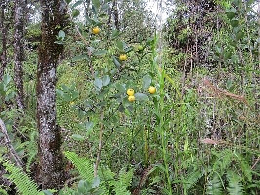 2nd image of Menpachi St Lot 16