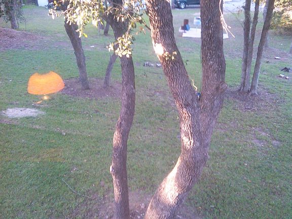 5th image of 2514 White Oak Trl