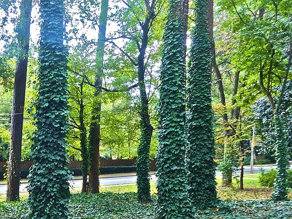 Ivy Oaks View from Garage