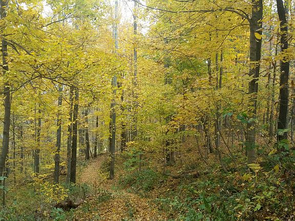 woods have logging paths