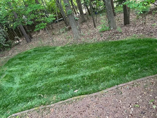 Backyard May 2025