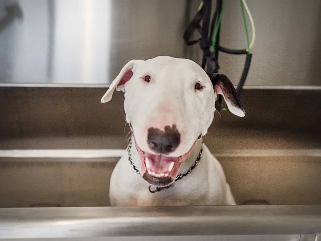 Pet Washing Station