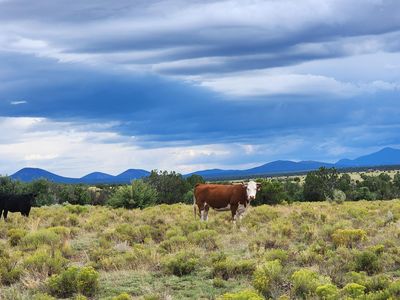 5946 W Clove Hitch Rd, Williams, AZ, 86046