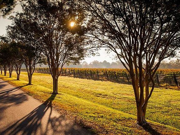Vineyards outside neighborho