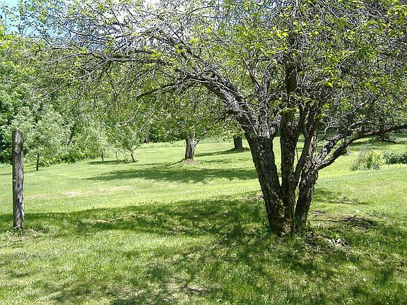 Partial view of back yard showing fruit trees