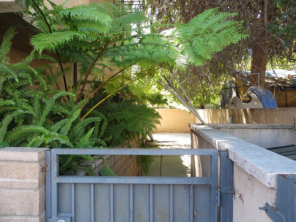 Side yard