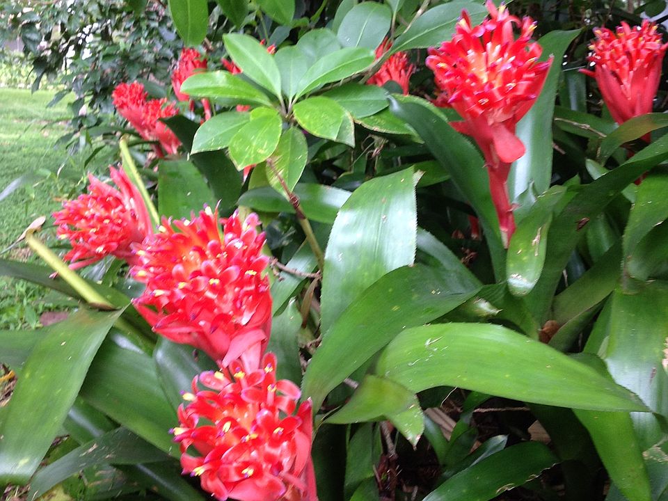 Beautiful Bromelias