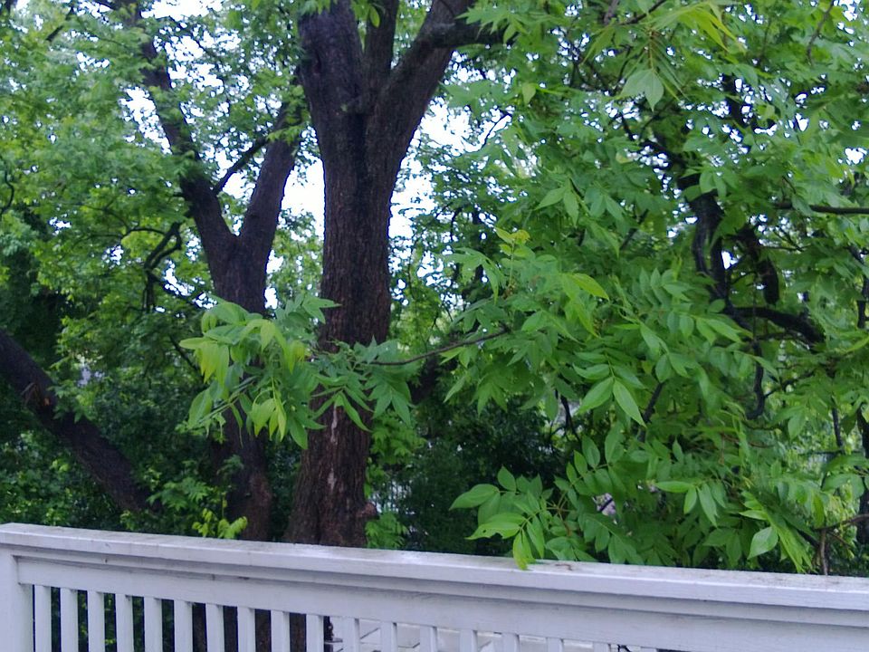 Back yard balcony overlooks a 100 year old pecan tree with u