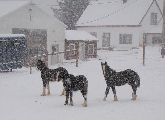 shop and front pasture