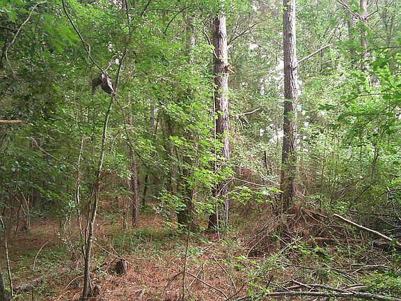4th image of Will Glenn Rd
