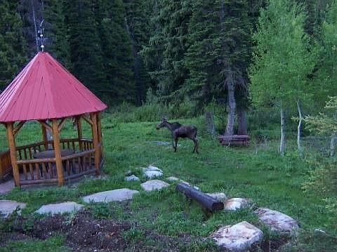 Moose calf in yard