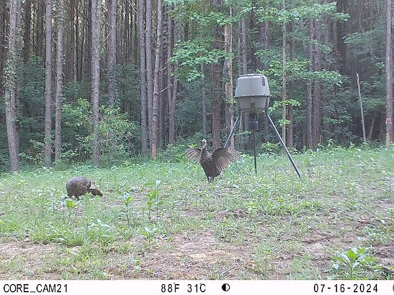 5th image of Fs #968.2