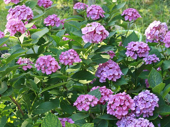 Hydrangea Front Yard