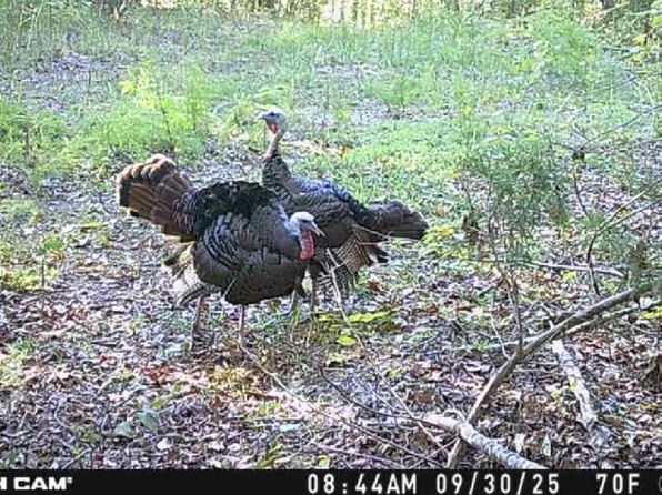 0 Downing Hollow Rd, Waynesboro, TN 38485